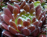 Saulrietenis 'Cassiopea'