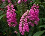 Veronika 'Bubblegum Candles'