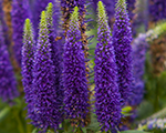 Veronika 'Royal Candles'