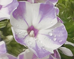 Floksis skarainais 'Flame Lilac Star