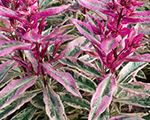 Floksis skarainais 'Olympus'