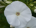Floksis skarainais 'Pina Colada'