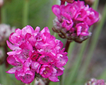 Armērija jūrmalas 'Abbey Deep Rose'