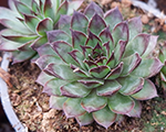 Saulrietenis 'Ambro'