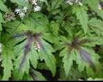 Tiarella 'Tiger Stripe'