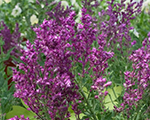Salvija birztalu 'Schwellenburg'