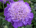 Skabioza baložu 'Mariposa Blue'