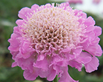 Skabioza baložu 'Pink Mist'
