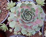 Saulrietenis 'BigSam Pink Pomelo'