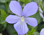 Vijolīte ragainā 'Boughton Blue'