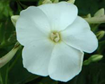 Floksis skarainais 'Sweet Summer Snow'