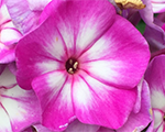 Floksis skarainais 'Sweet Summer Violet White'