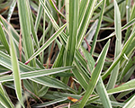 Vizulis parastais 'Zitterzebra'