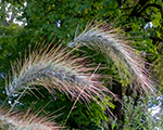 Kāpu kviesis Kanādas  'Ice Blue'