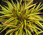 Hakonekloja lielā 'Sunflare'
