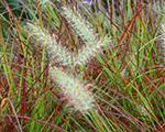Spalvzāle lapsastu 'Burgundy Bunny'