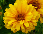 Saulesactiņa skarbā 'Summer Sun'