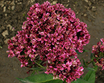 Floksis skarainais 'Natural Feelings'