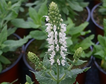Salvija birztalu 'Sensation Medium White'