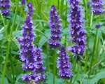 Agastahe 'Little Adder'