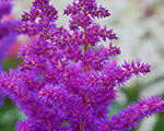 Astilbe 'Black Pearls'