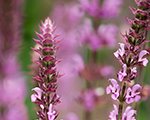 Salvija birztalu 'Amethyst'