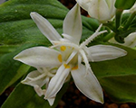 Tricirte īsmatainā 'Alba'