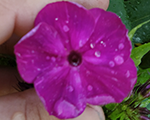 Floksis skarainais 'Purple Lady'