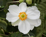 Anemone 'Andrea Atkinson'