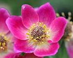 Anemone daudzdaļu 'Rubra'