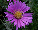 Ziemastere spilvenveida 'Alpha Light Pink'