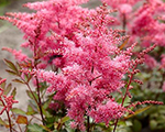 Astilbe 'Freya'