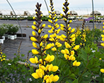 Baptīzija 'Decadence Lemon Meringue'