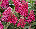 Budleja 'Butterfly Candy Little Ruby'