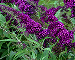 Budleja 'Magenta Munchkin'