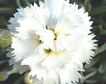 Neļķe 'Arctic Star'