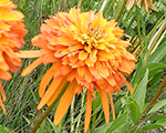 Ehinācija 'Marmalade'