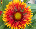 Gailardija 'SpinTop Mariachi Copper Sun'