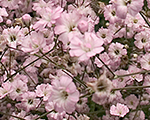 Plīvurpuķe 'Festival Pink Lady'