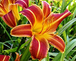 Dienziede 'EveryDaylily Red Ribs'