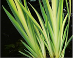 Skalbe purva 'Variegata'