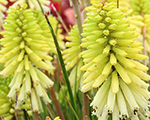 Knifofija 'Poco Citron'