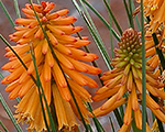 Knifofija 'Poco Orange'