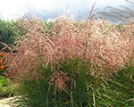 Miskante Ķīnas 'Pink Cloud'