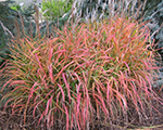 Miskante Ķīnas 'Purpurascens'