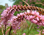 Sūrene 'Pink Elephant'