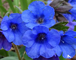 Lakacis 'Blue Ensign'