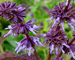 Salvija mieturu 'Hannay's Blue'