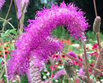 Brūnvālīte Korejas 'Lilac Squirrel'