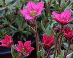 Akmeņlauzīte Ārendsa 'Alpino Deep Rose'